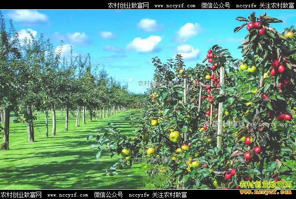 ��չ��ͥũ������ģ�����