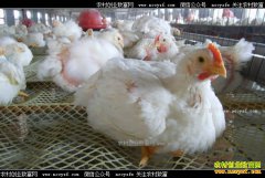 �⼦�����г������� δ���⼦��ֳҵ����׬Ǯ��