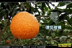 [�¸���]�Ĵ������ط�������ֲ���ٴ��������