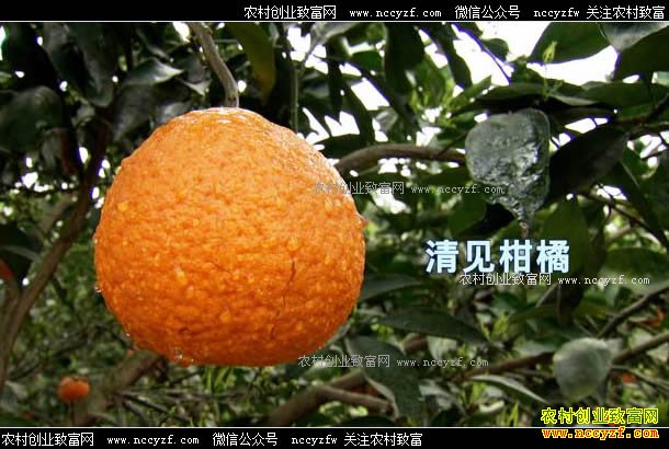 [�¸���]�Ĵ������ط�������ֲ���ٴ��������