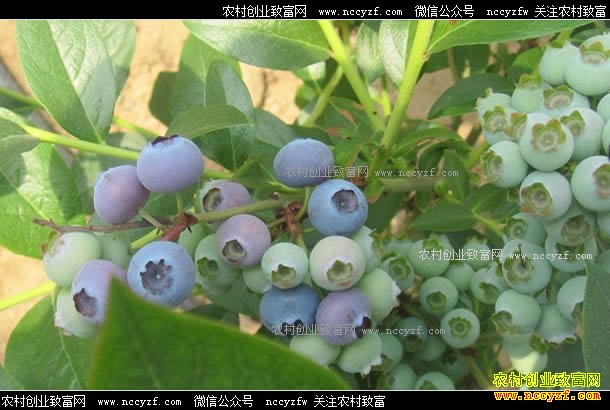 ����������ݮ���� ��ݮ�����۸�ÿ��20-40Ԫ