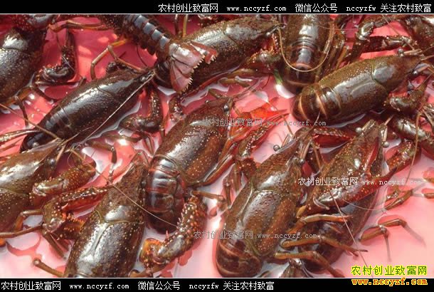 2017��С��Ϻ�г��۸�����