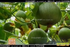 [ÿ��ũ��]��������ſ���������ֲ�Ĵ౦�����ǰ��