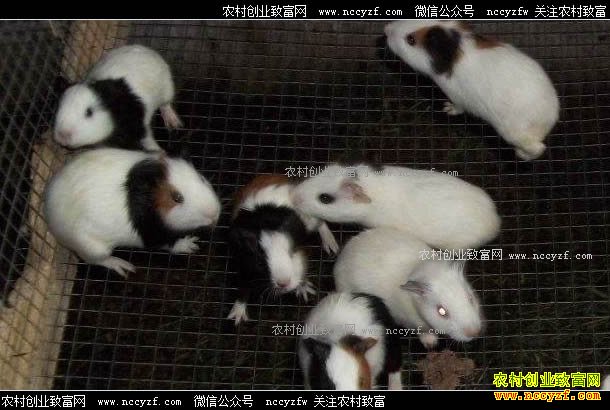 ��ֳ��ë����