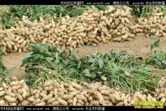 2017�����»����۸����飺����ƣ�� �������ߵ�