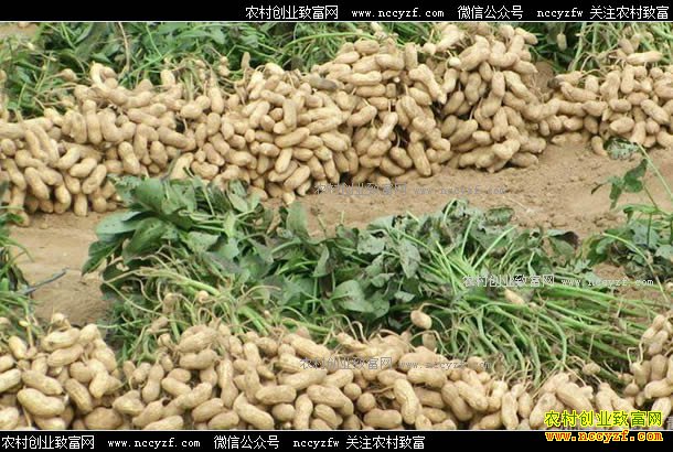 2017�����»����۸����飺����ƣ�� �������ߵ�