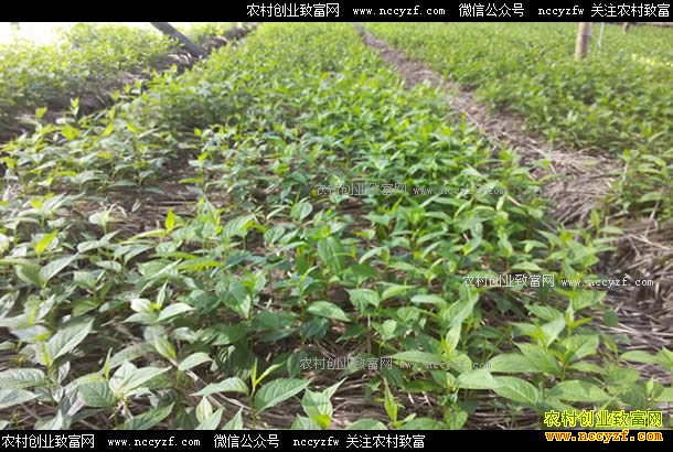 ɽ��������Ӫ���μ����ֲ�в�ҩ��Ч���