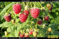 2017�긲���Ӽ۸����飺�����Ӳ��¼۸��ȵ��󷴵�