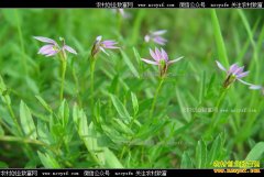 半边莲多少钱一斤:2017年5月23日半边莲价格行情