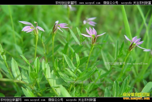 ���������Ǯһ�2017�������۸�����