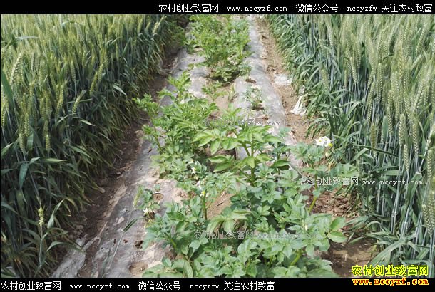 �������ֲ���׬��Ǯ��