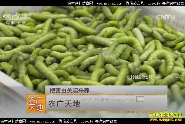 [ũ�����]���չ���½����������ֳ����漼����Ƶ