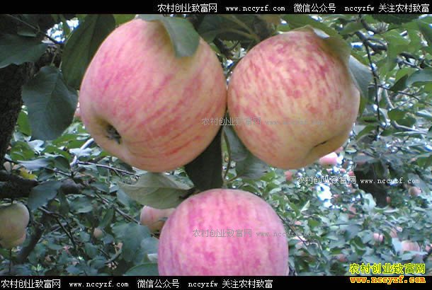 ɽ���ٳ���������������һ����ƻ��5��Ķ��������