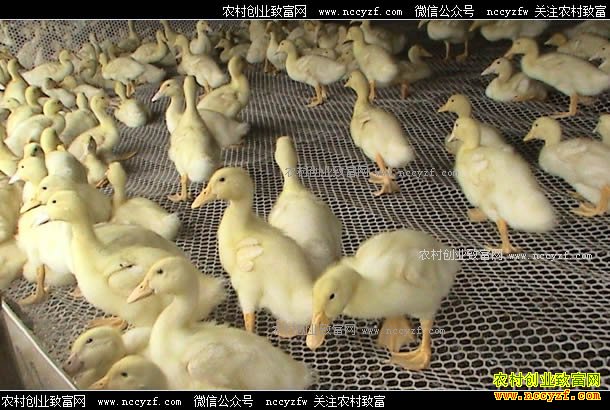 ��Ѽ׬Ǯ����ֳ10000ֻ��Ѽ�ɱ����������