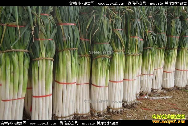 �°����м۸�ר��Ԥ�⣺��м۸����Ϲ�ɽ�� ���ڼ۸�������