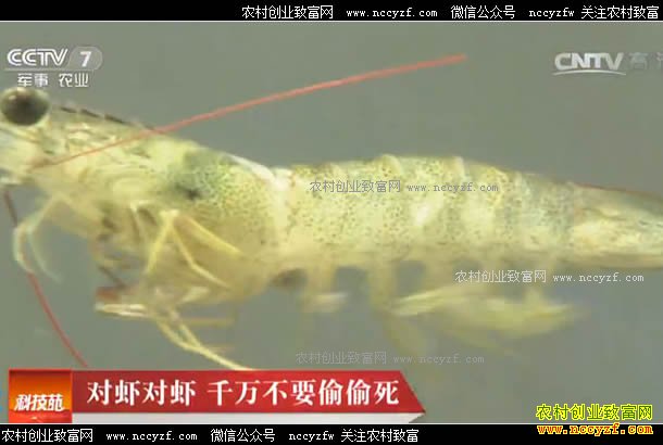 [�Ƽ�Է]��Ϻ��Ϻ ǧ��Ҫ͵͵�� 20170518