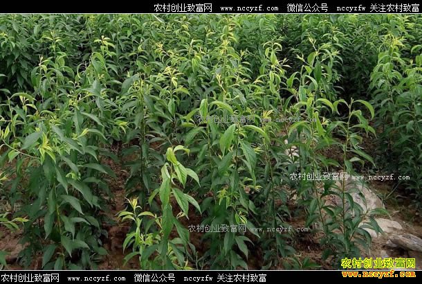 ��ֲʲô��ľǰ���ã���ľ��ҵ�ĸ���չ����