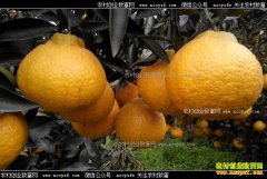 �Ĵ�����¬��΢������֪���������۶��60��Ԫ