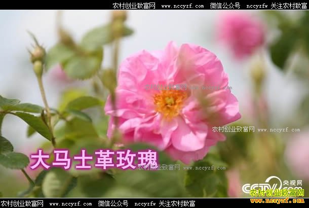 [�¸���]�������������õ��ӹ�õ�徫������800��