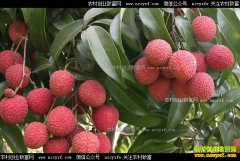 2017年荔枝价格预测:荔枝减产严重行情不乐观