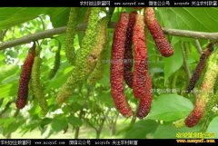 ��ֲʲô����׬Ǯ��̨���ļ�����ɣ��ֲǰ����