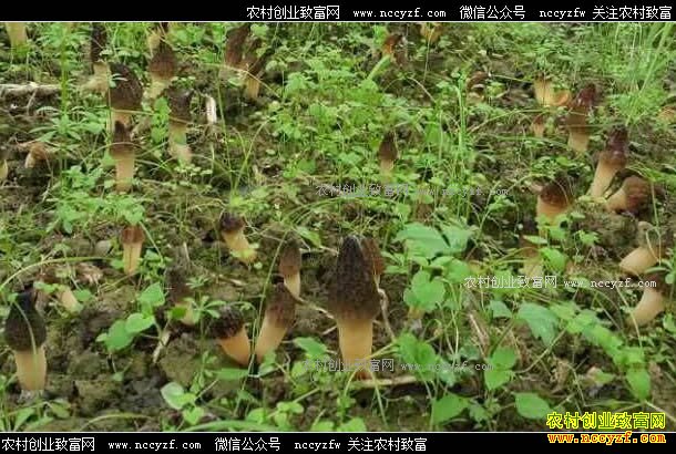 �Ĵ��������������ֲ��Ǿ����뼸ʮ��