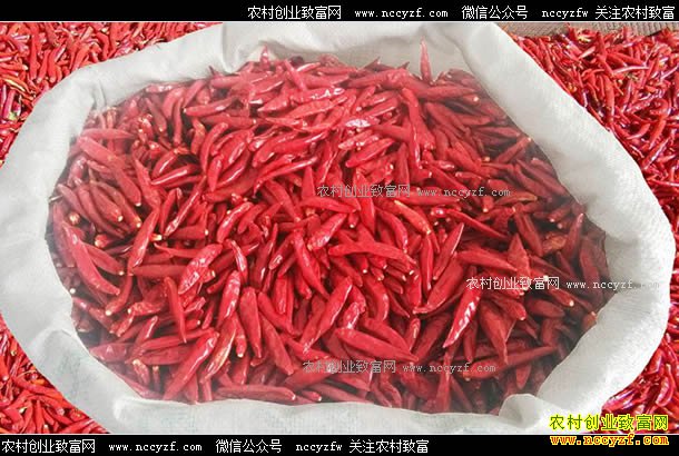 ��������Ǯһ�2017��6��5�������۸�����Ԥ��