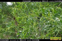 ����������������úͺ�֩�룿