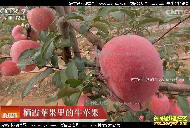 [�Ƽ�Է]��ϼƻ�����ţƻ�� 20170605