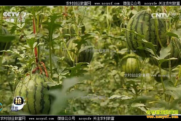 [ÿ��ũ��]���������������۸� 20170606