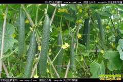 ��Щ�ƹ�Ʒ���ʺ����＾����ֲ��