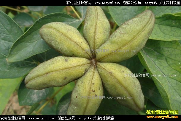 ɽ��۩�Ƿ��Ŀ�����ĵ����ֲ�¸���