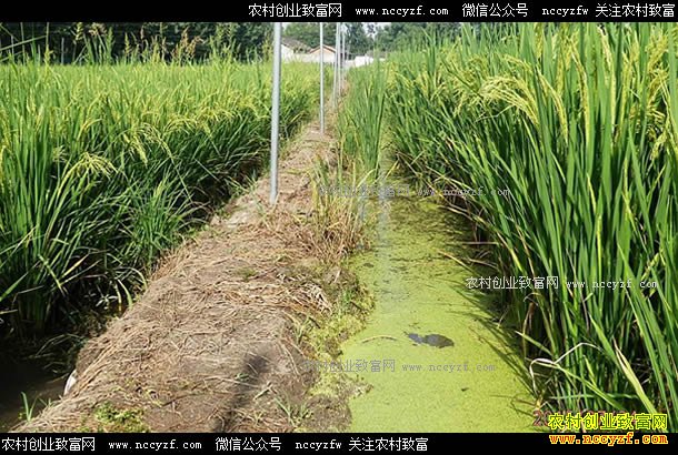 ������ɽ���쵾Ϻз�ۺ���������