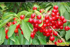 ӣ�Ҵ������м۸����� Ԥ�����µ׷���