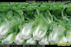 2017年夏白菜价格行情:夏白菜价格翻番