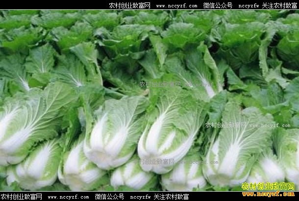 2017���İײ˼۸����飺�İײ˼۸񷭷�