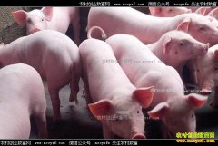 2017���°��������۸�����Ԥ��