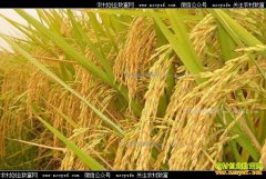 ����չ��ۺ��չ���˫�� С�����̵�����ƫ��