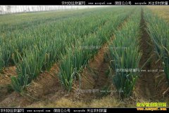 2017���м۸�Ԥ�⣺��м۸��µ��˳� ��������ѻ���