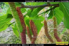 ��ֲ����ɣЧ��� ÿ��ɣ������120Ԫ