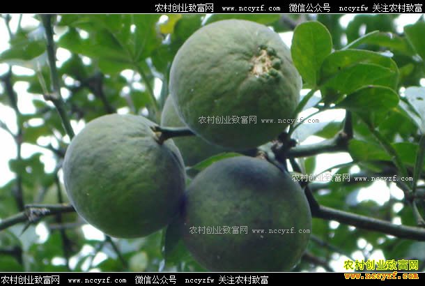 枳实价格还会上涨吗?2017年枳实价格行情走势预测