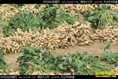 ����������β 2017�껨���۸񲻻���