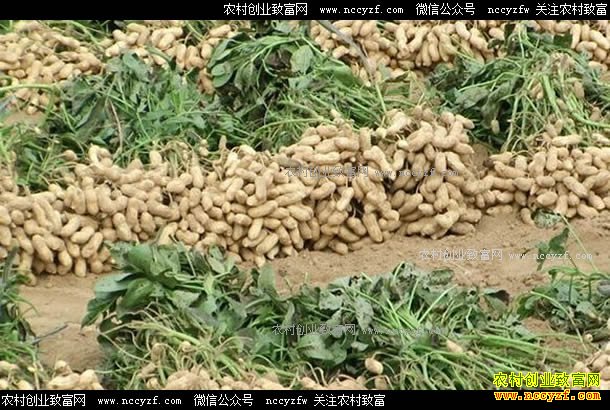 ����������β 2017�껨���۸񲻻���