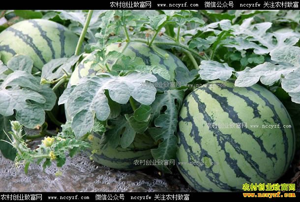 ��Ӧ�������� ���ϼ۸�����ƫǿ