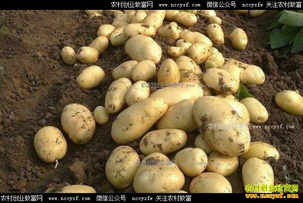 �����۸������� ��ֲ����������������