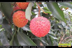 荔枝多少钱一斤?2017年荔枝价格行情预测