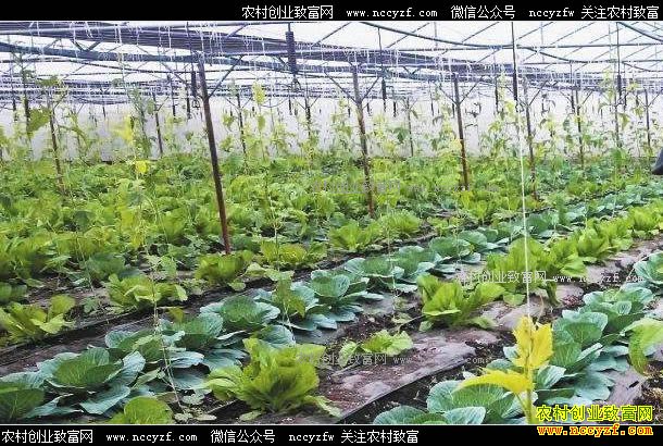 �Ĵ���Ԫ�����¹�������һĶ�����������Ԫ