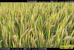 �¼����̵��������ٽ� ���̵����Ӽ۸��ͬ���»�