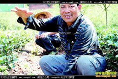 �Ĵ����������²�԰�����޼�����Ч���