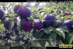 �Ĵ�üɽ������������ֲ�¸���